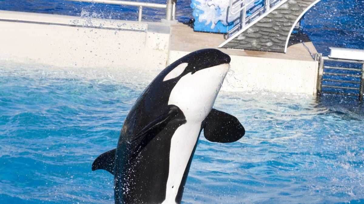 Marineland : une pétition lancée contre la fermeture du parc aquatique