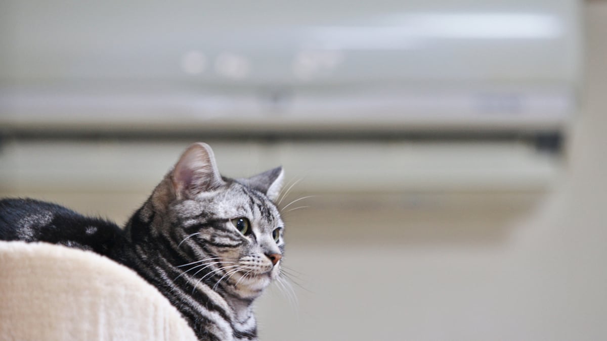 Chat devant un climatiseur 