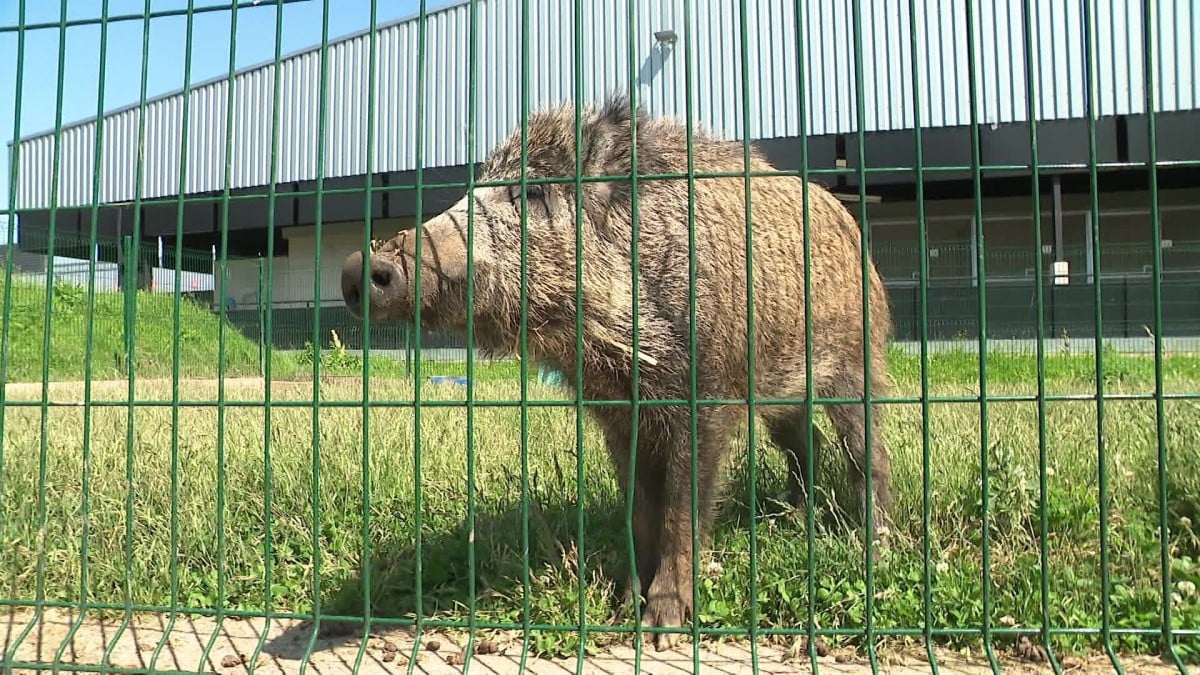 Toto, le sanglier recueilli par une famille, ne sera finalement pas euthanasié  