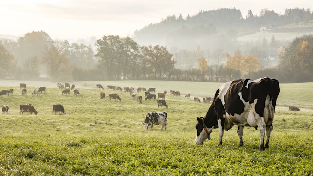 Des vaches broutent dans un pré