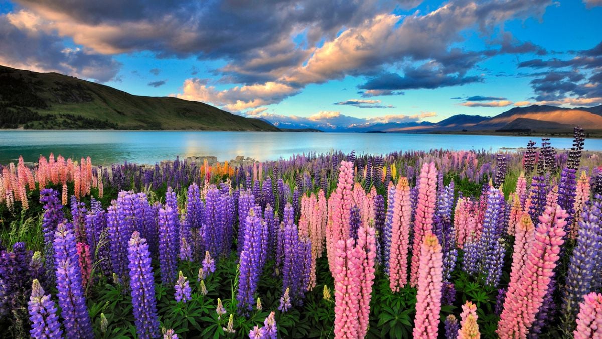 Un paysage fleuri en Nouvelle-Zélande