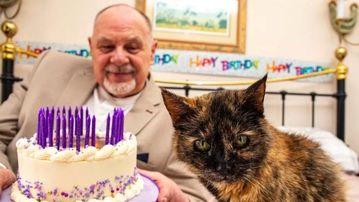 Le chat le plus âgé du monde fête ses 30 ans, son maître dévoile le secret de sa longévité