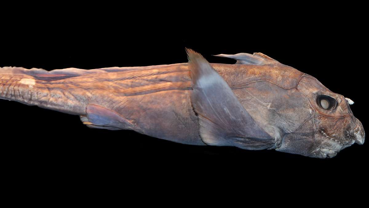 Une nouvelle espèce de requin fantôme effrayante découverte dans le Pacifique par une équipe de scientifiques 