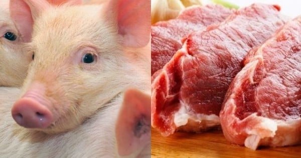 De la viande à consommer sans tuer l'animal d'origine ? C'est maintenant possible !