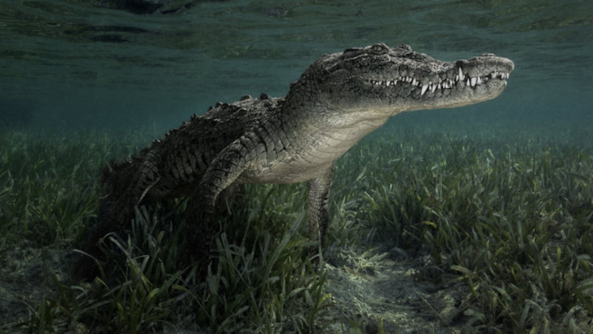 Une nouvelle espèce de crocodylomorphe découverte en Allemagne