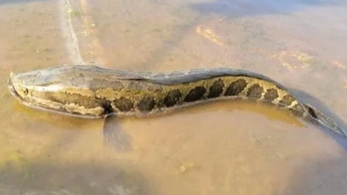 Cet étrange poisson à tête de serpent découvert par un pêcheur, une espèce qui inquiète les autorités