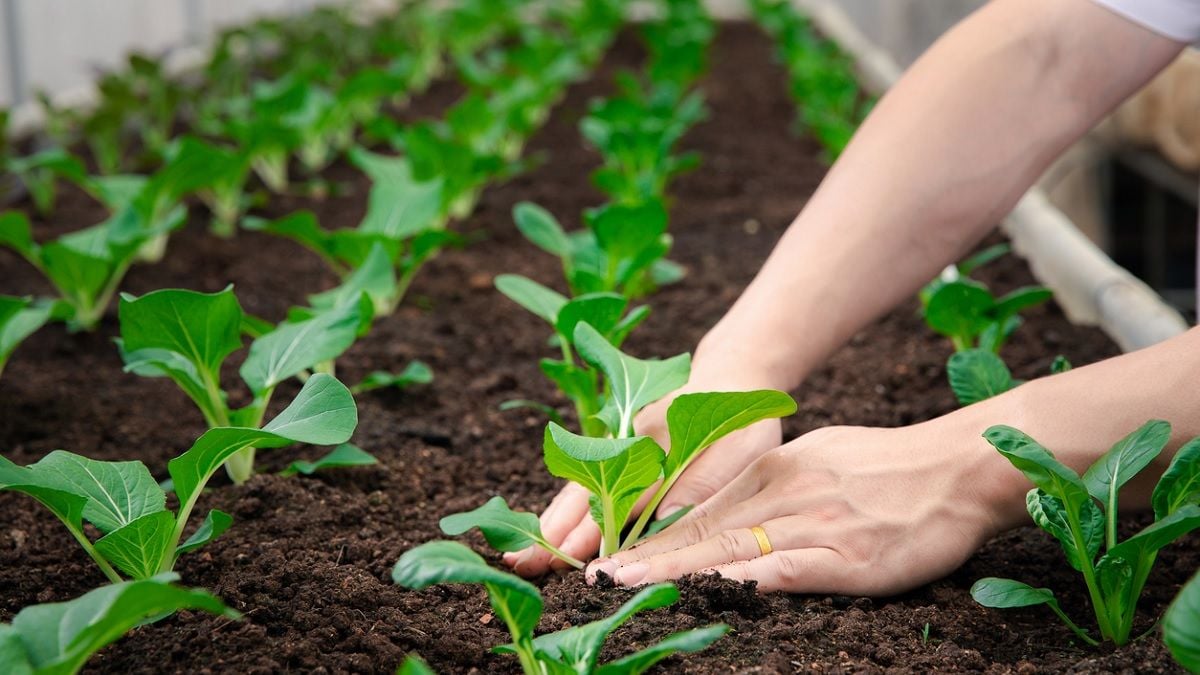 Voici la période idéale et la meilleure façon de planter vos épinards dans votre jardin