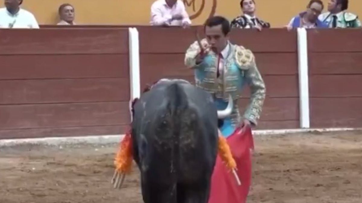 Alors qu'il s'apprête à achever le taureau, un torero se fait gravement encorner au rectum