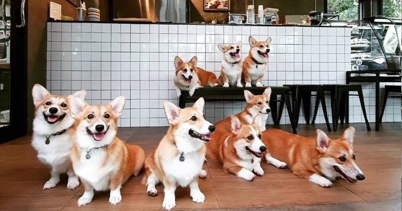 En Thaïlande, le premier café à Corgis a ouvert ! 