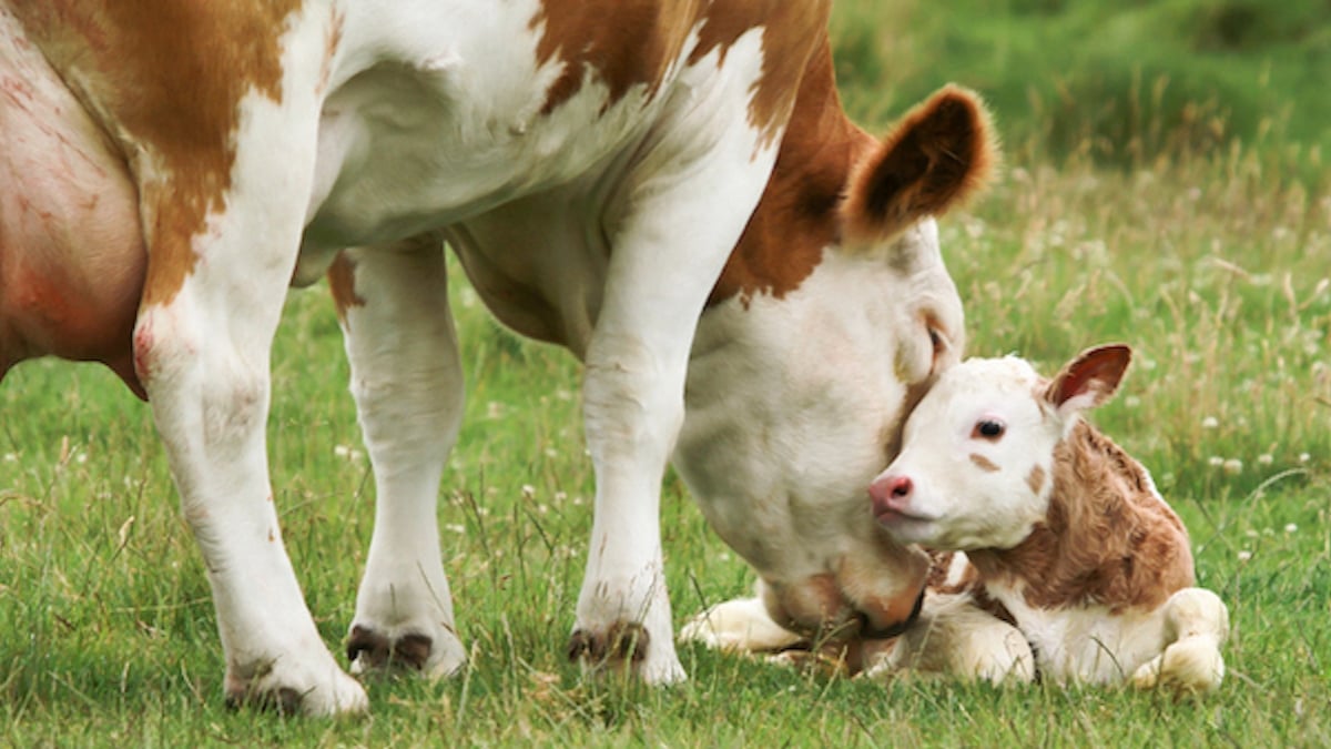 Doubs : une vache donne naissance à des triplés, un événement extrêmement rare