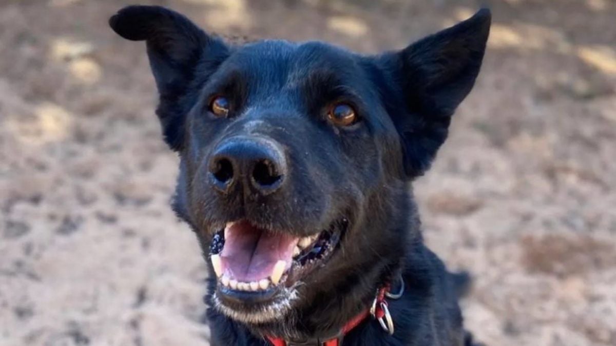 Après onze années passées dans un refuge, un chien senior a été adopté par un homme au grand cœur