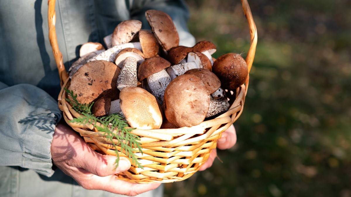 Un panier rempli de champignons