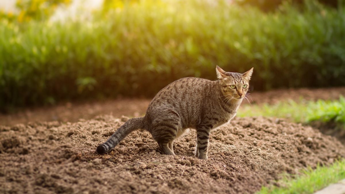 Son chat fait ses besoins chez le voisin, elle est condamnée à lui verser 1250 euros