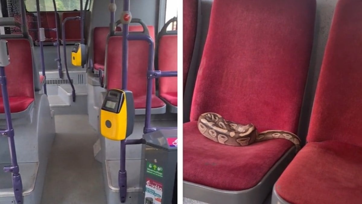 VIDÉO : Terreur dans un bus, les passagers se retrouvent nez-à-nez avec... un python !