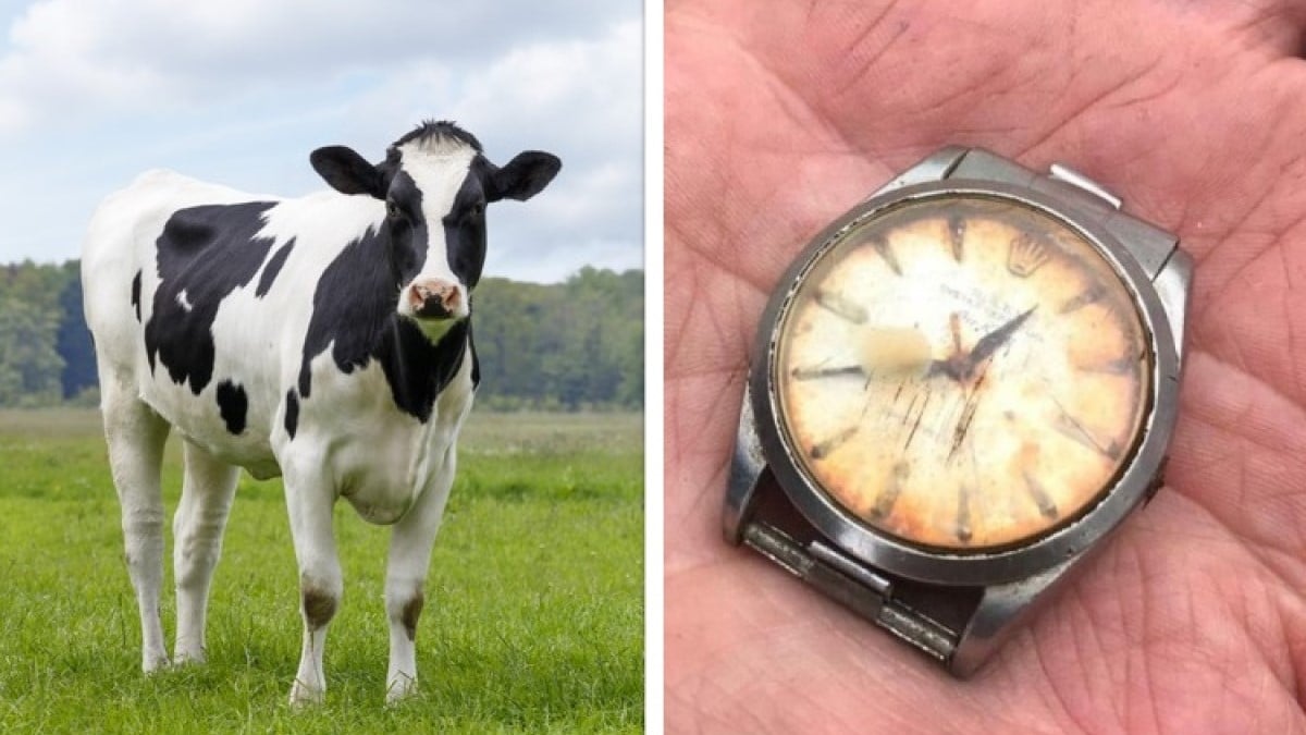 Une vache avale la Rolex d'un agriculteur, il la retrouve... 50 ans plus tard