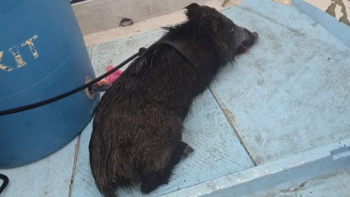 Un pêcheur attrape... un sanglier lors d'une sortie en mer à la Ciotat