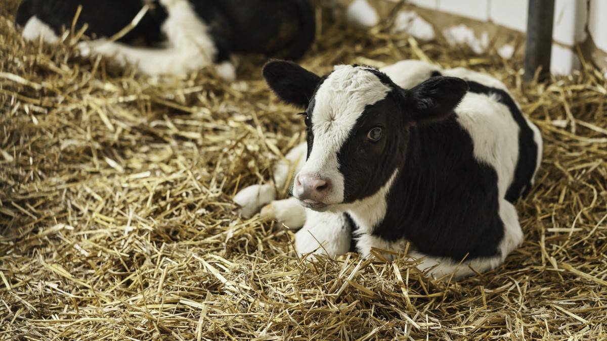 Une vache donne naissance à des quadruplés, un phénomène très rare qui n'arrive qu'une fois sur 11 millions