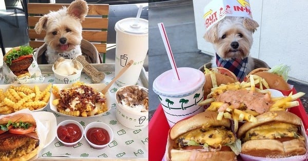  Alerte mignonnitude : ce petit chien abandonné, recueilli par une âme charitable, mange dans tous les restaurants du monde et devient une star sur Instagram !