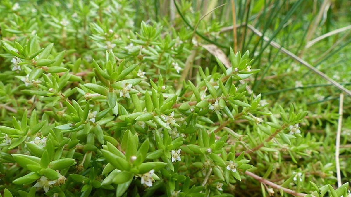 Vous risquez 150 000 euros d'amende si vous avez cette plante interdite dans votre jardin en France