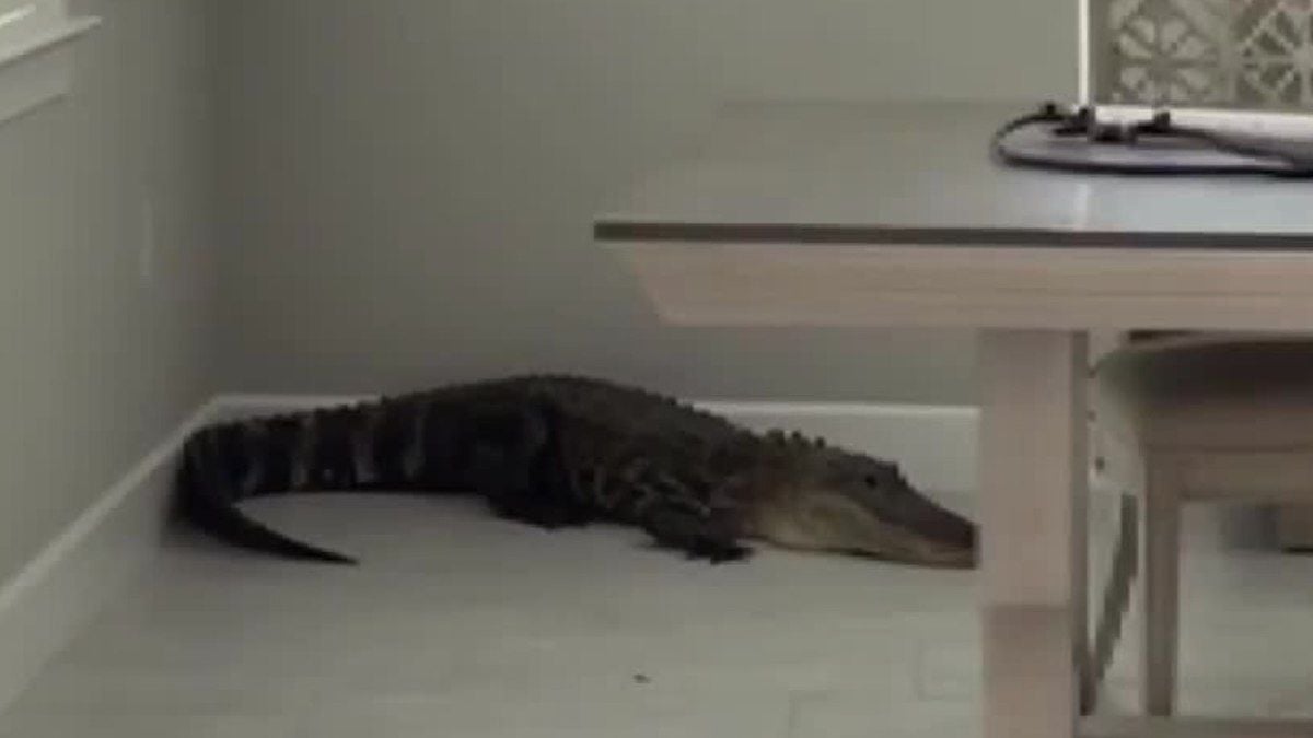 En Floride, un couple tombe nez à nez avec un alligator de deux mètres dans... sa salle à manger