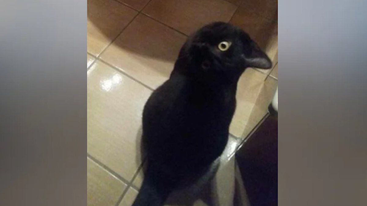 Chat ou oiseau ? Cette illusion optique rend fous les internautes qui n'arrivent pas à se mettre d'accord 