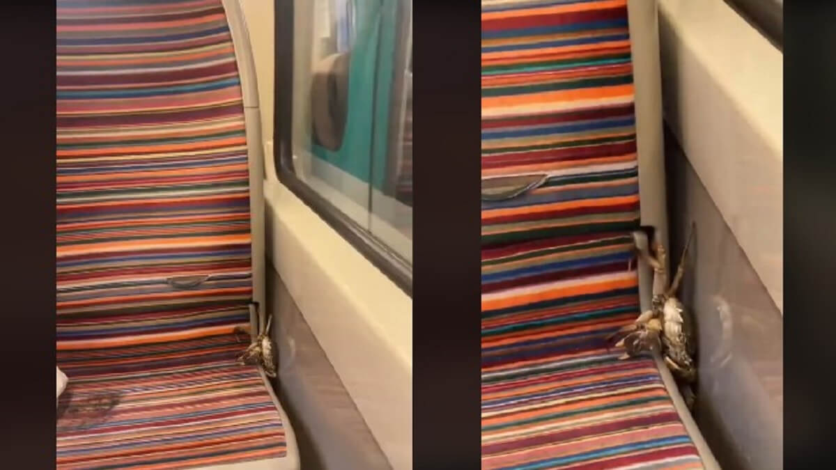 Un crabe aperçu dans le métro parisien, la vidéo fait réagir les internautes