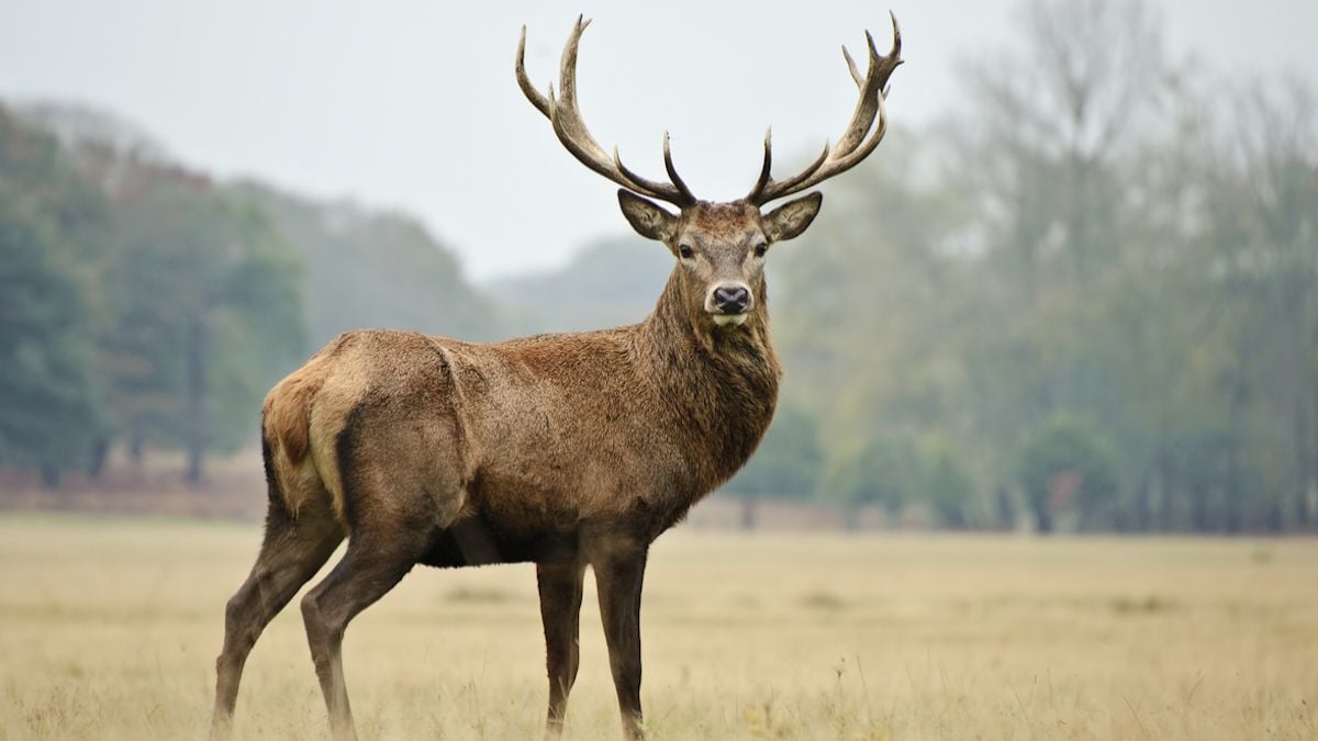 Oise : trois grands cerfs ont été abattus par des chasseurs en moins de quinze jours 