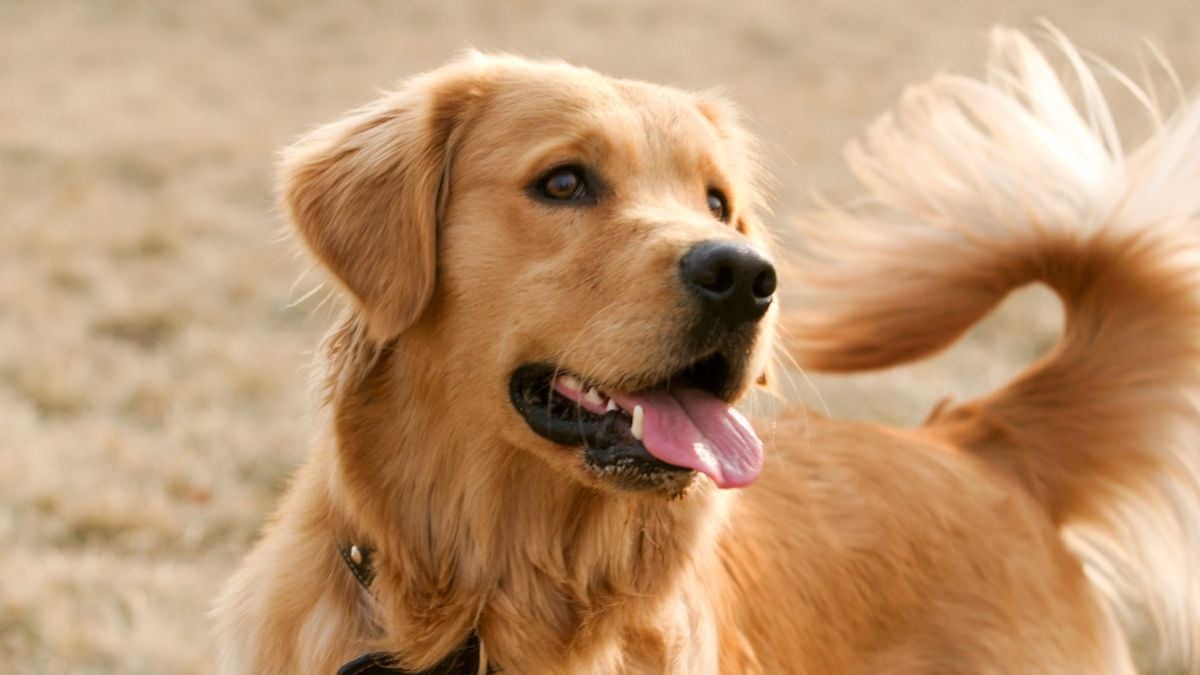 Victime d'un malaise, une femme est secourue par le chien des voisins