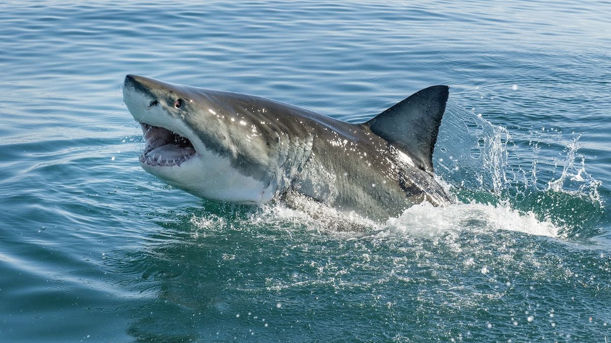 Grand requin blanc 