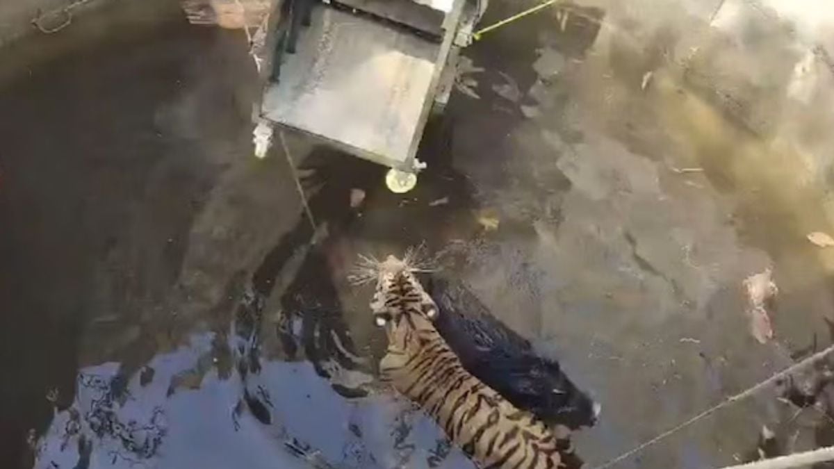 Vidéo : le sauvetage spectaculaire d'un tigre et d'un sanglier piégés dans un puits