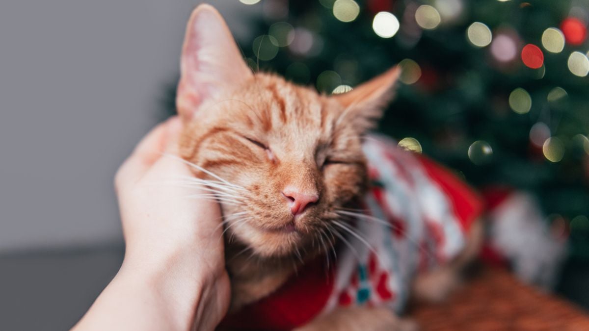 Disparu depuis deux mois, ce chat a retrouvé sa propriétaire le soir du réveillon