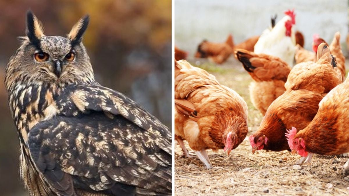 	 « Jamais vu ça ! » : semant la terreur dans un poulailler, un hibou provoque la mort de 800 poules