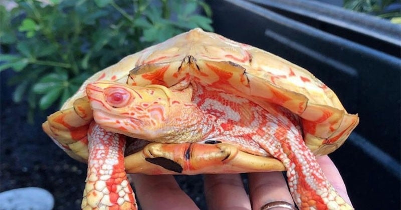 Ces rarissimes  tortues albinos semblent être faites de flammes