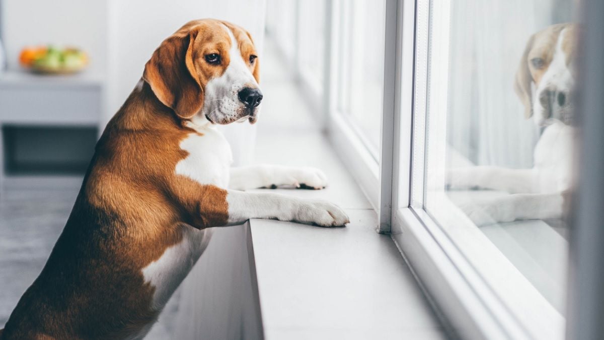 Arrestation d'un ado de 14 ans qui avait filmé l'agonie d'un chien jeté par la fenêtre d'un appartement