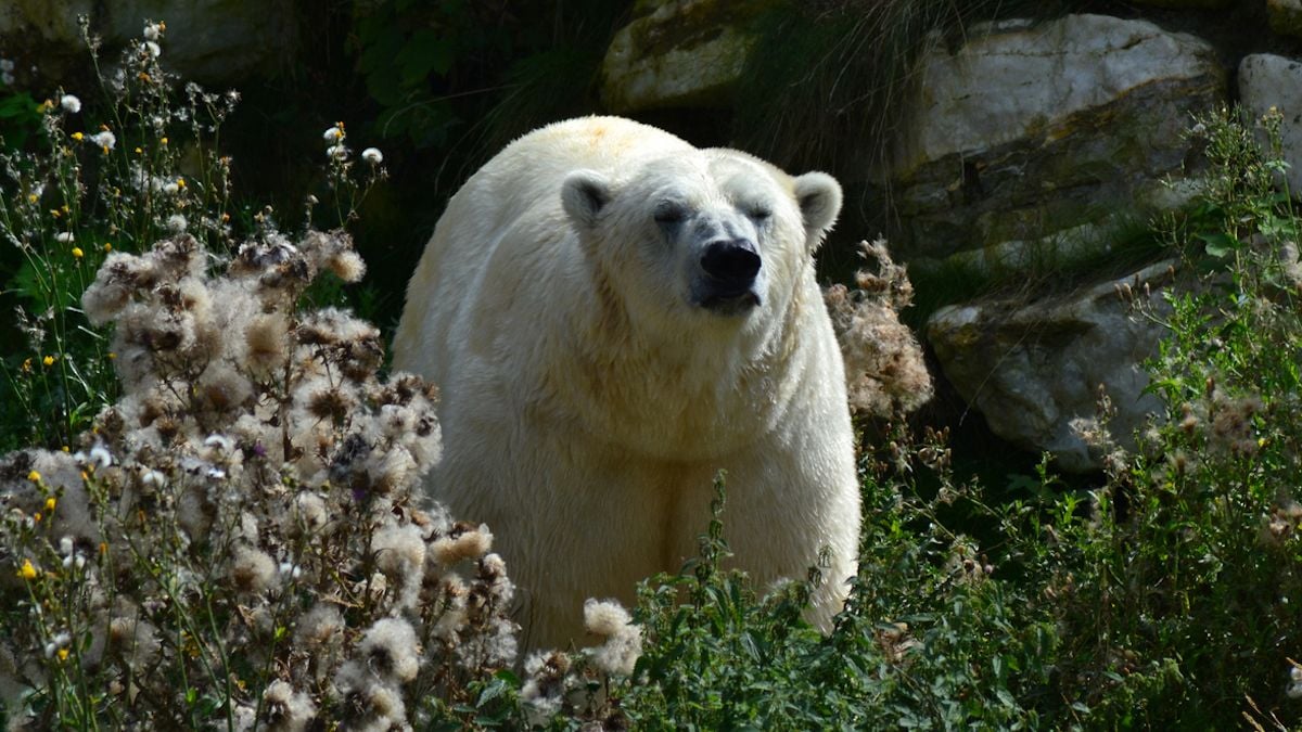 Un ours blanc attaque sa femme, le mari courageux se jette sur l'animal pour la protéger