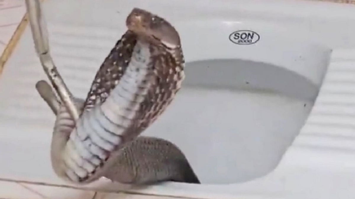 Seule dans sa salle de bain, elle voit un cobra royal venimeux sortir de ses toilettes