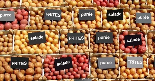 Choisissez correctement vos pommes de terre et cuisinez vos purées, vos gratins et vos frites comme jamais !