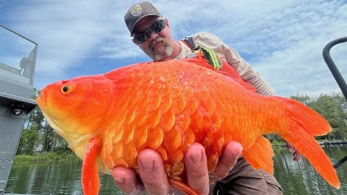 Ce gigantesque poisson rouge « mégalodon » pêché dans une rivière inquiète les chercheurs