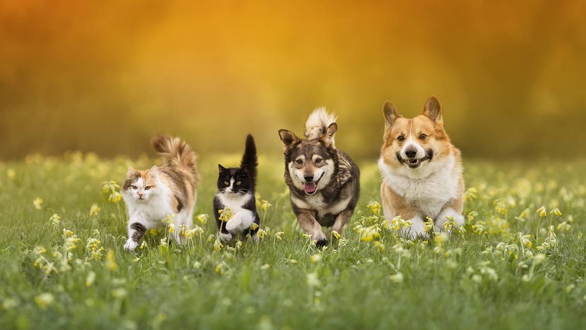 des chats et chiens domestiques courant dans une prairie