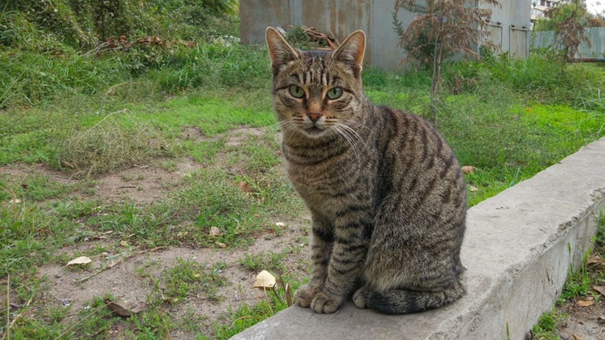 Il tire sur un chat avec une arbalète, l'animal est découvert avec une flèche plantée dans le cou