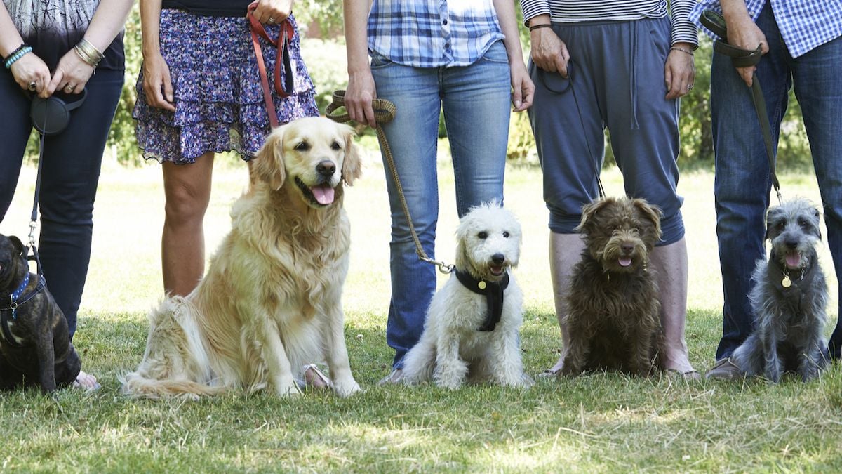 N'adoptez pas ces 3 races de chien, ce sont les plus difficiles à éduquer selon un dresseur canin