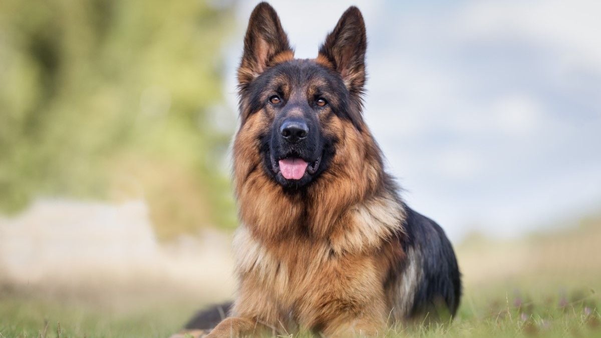 Salon de l'Agriculture : un éleveur se fait voler sa chienne, un berger allemand d'une valeur de 30 000 euros