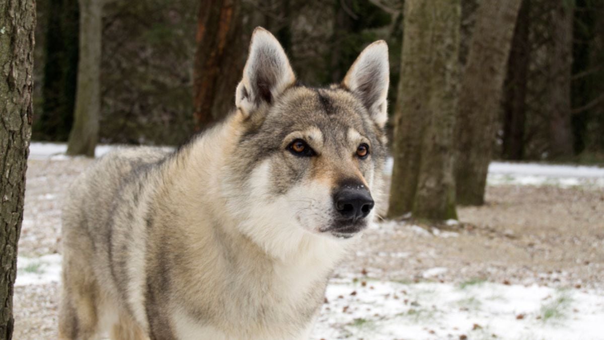 Un chasseur avoue avoir tué le chien Aslan par erreur, après l'avoir confondu avec un... loup