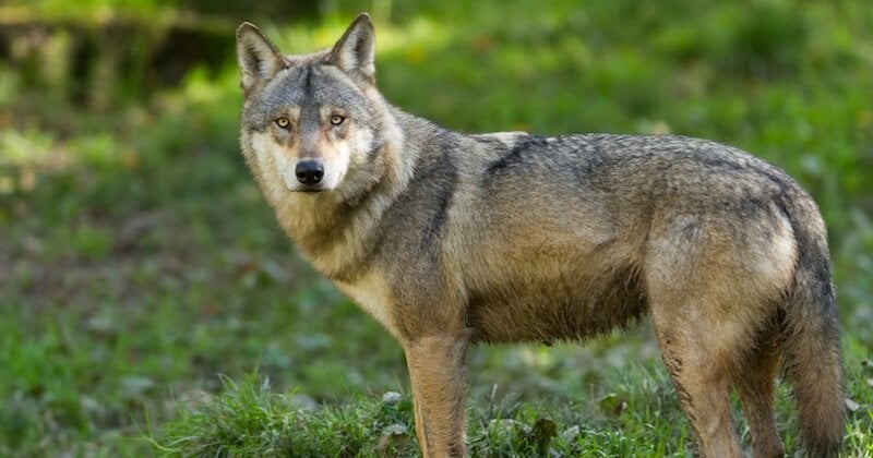  Un loup gris aurait été photographié en Seine-Maritime, une première en 100 ans