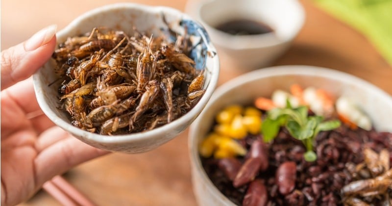 Les insectes débarquent au salon de l'agriculture et bientôt dans vos assiettes ! 