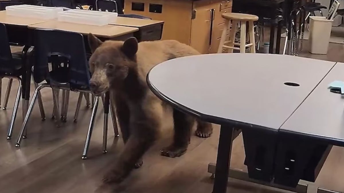 Une institutrice se retrouve nez à nez avec... un ours alors qu'elle prépare sa salle de classe pour la rentrée