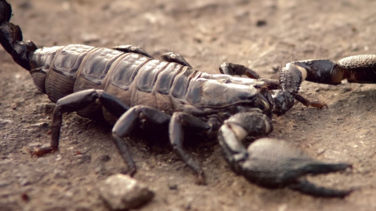 Un scorpion géant vieux de 125 millions d'années a été découvert en Chine