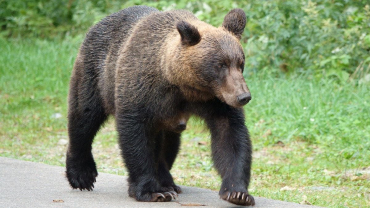 Abattu lors d'une chasse, un ours tombe d'un arbre et tue un autre chasseur