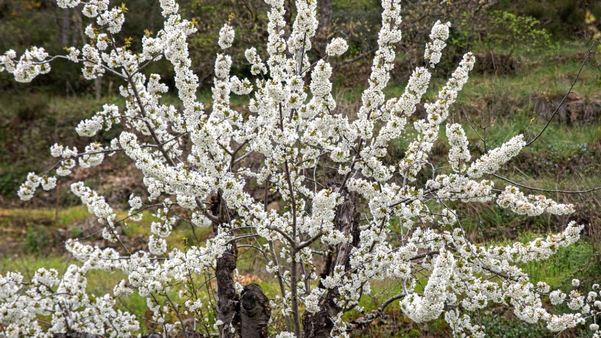 Élu plante de l'année, cet arbre magnifique peut être cultivé dans n'importe quel jardin