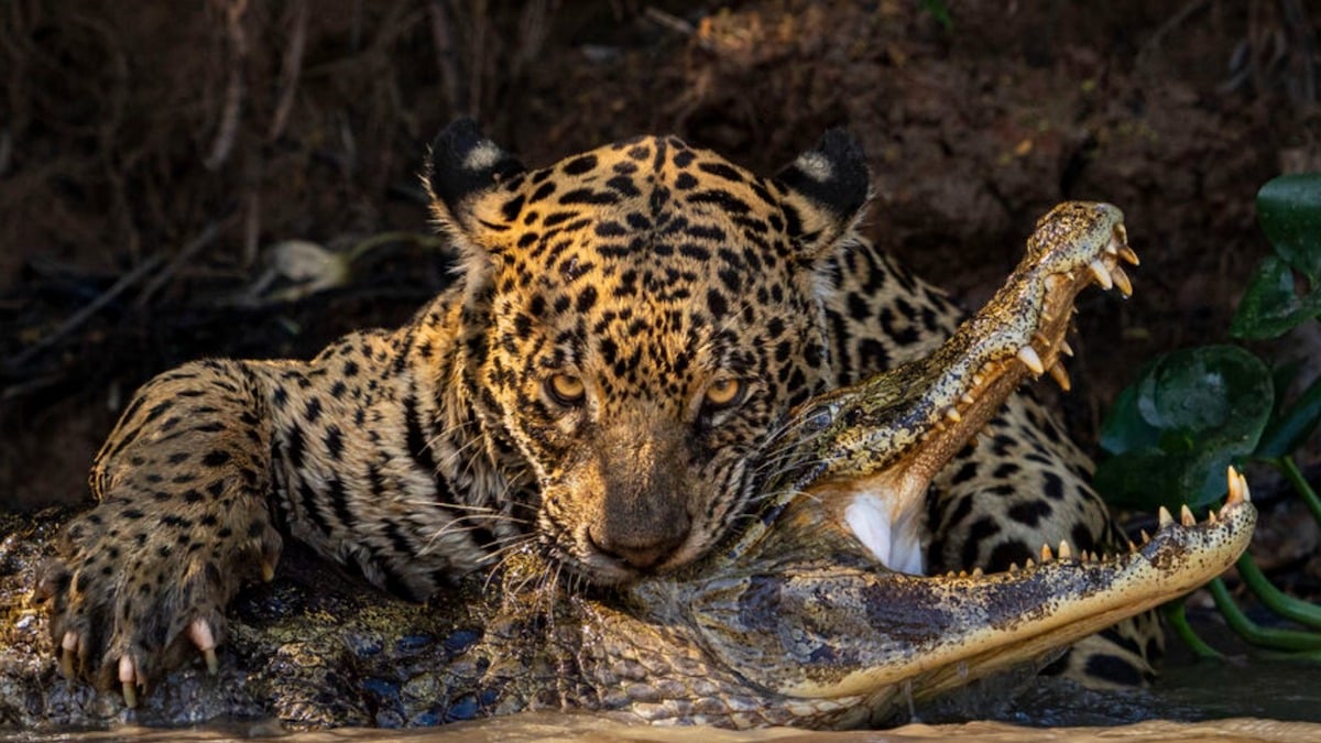 Un jaguar en train de mordre un caïman au Brésil